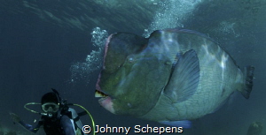 follow Ramil......best dive guide in Sipadan by Johnny Schepens 